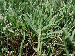 Is Bermudagrass the best grass for your lawn in Florence Alabama?