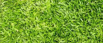 When should I use Centipedegrass in North Alabama?