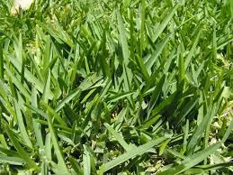 St. Augustinegrass could be a good choice for your Florence Alabama Lawn