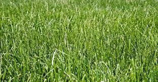 Would Tall Fescue be a good grass choice in Muscle Shoals Alabama?