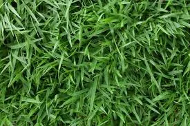 Is Zoysiagrass the best choice for grass in North Alabama?