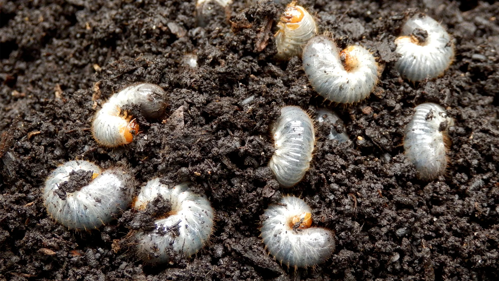 How to Kill Lawn Grubs in North Alabama